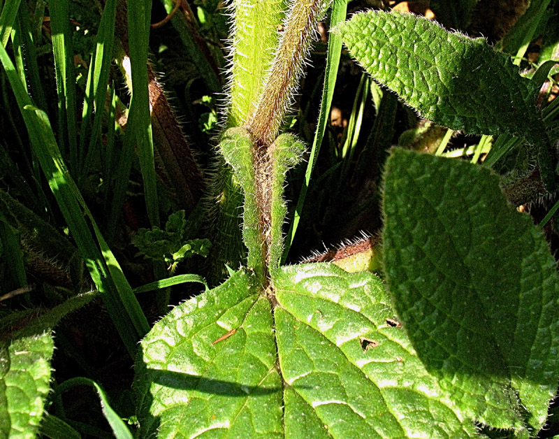 Borago officinalis L.